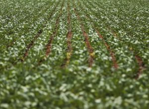 Reunião com bancada do agro termina sem acordo sobre dívidas rurais