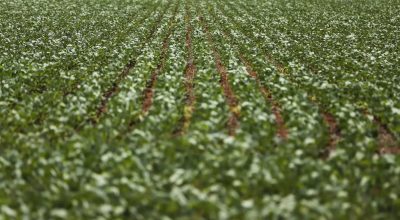 Reunião com bancada do agro termina sem acordo sobre dívidas rurais