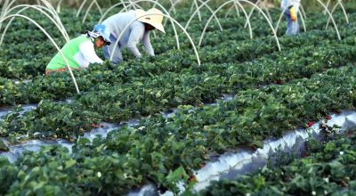 Canal Gov destaca agricultura familiar no novo programa Campo da Gente