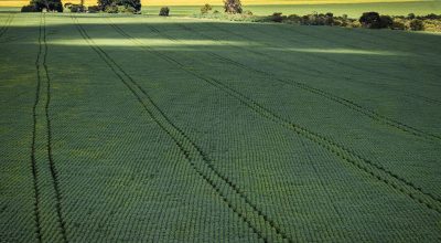 Senado aprova plano para fabricação de fertilizantes no Brasil