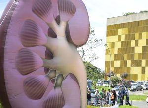 Dia Mundial do Rim: doenças renais são silenciosas e exigem atenção