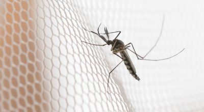 Cidades do noroeste de SP têm maior incidência de casos de dengue