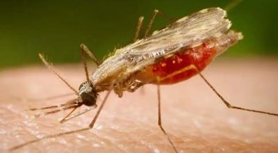 Cientistas da Fiocruz podem produzir vacina completa contra a malária