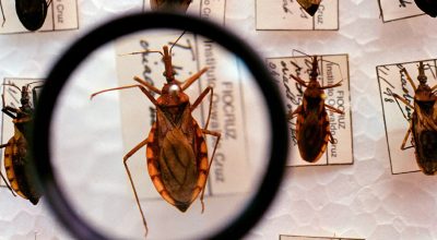 Saúde anuncia R$ 12 milhões para enfrentamento da doença de Chagas