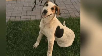 Cachorro comunitário Abacate é morto por um tiro no Paraná
