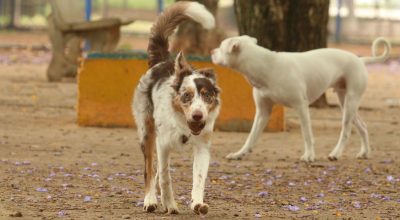 Exposição a multidões no carnaval traz riscos à saúde dos animais