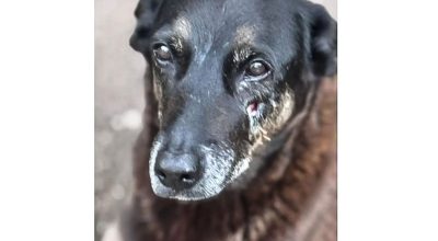 Polícia quer apreender passaporte de envolvido na morte do cão Orelha