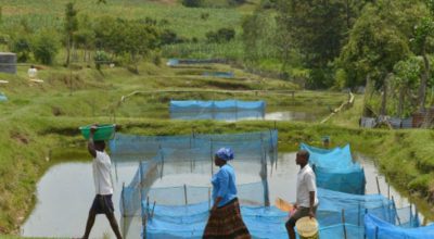 Estudo alerta para avanço de bactéria em criações de peixes