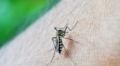 OMS: dengue é indicador da relação mudanças climáticas e arboviroses