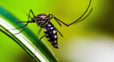 Casos de dengue no Brasil caem 75% em 2026