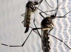 Estado de SP confirma mais duas mortes por febre amarela
