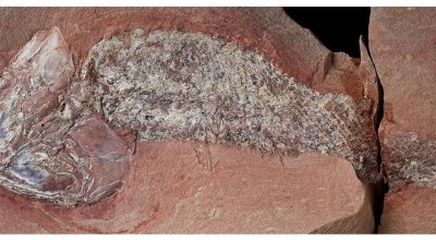 Estudo mostra fóssil de peixe pré-histórico encontrado em Mato Grosso