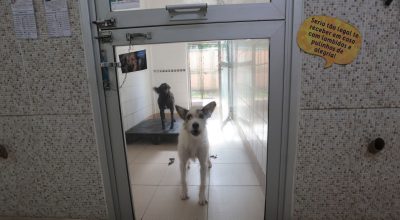 Justiça condena lojista a 5 anos de reclusão por maus-tratos a cães
