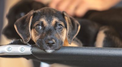 Saiba como educar crianças e adolescentes para respeitar os animais