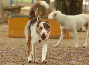 Mais de 300 pets estarão disponíveis para adoção em evento em SP
