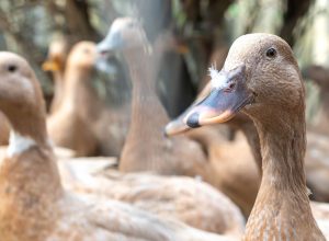 Entidades defendem projeto que proíbe alimentação forçada de animais