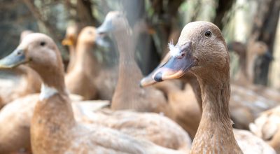 Entidades defendem projeto que proíbe alimentação forçada de animais